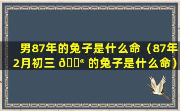 男87年的兔子是什么命（87年2月初三 💮 的兔子是什么命）